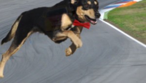 Bucky said that despite having only three legs, this bowtie-wearing guard dog was "pretty goddamn fast." 