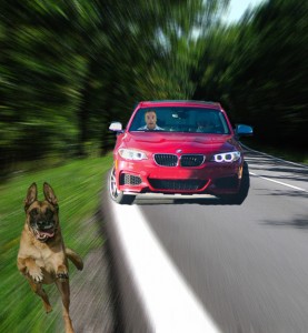 A motorist who did not want to be identified, probably because he's a wanted felon or sex offender, took this photo of the self-driving BMW chasing the dog, which a cooperative Petco clerk identified as a German Pinkelnhund