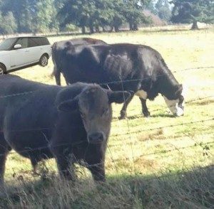 A FreeRange Rover interfaces with bovine friends at a recently redesigned Range Rover dealership