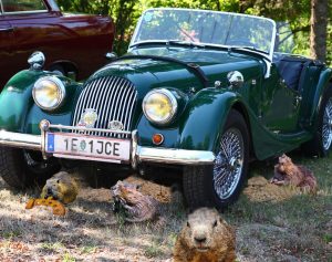 One beaver stands guard as three others eat the frame of a parked Morgan