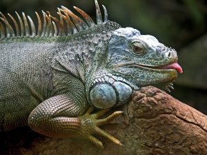 We didn't have a photo of a Pagani Huayra in our files. Here's a Yarphy Iguana instead. 